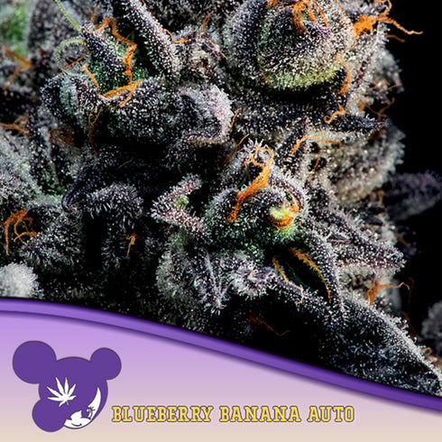 Anesia Seeds - Blueberry Banana Auto